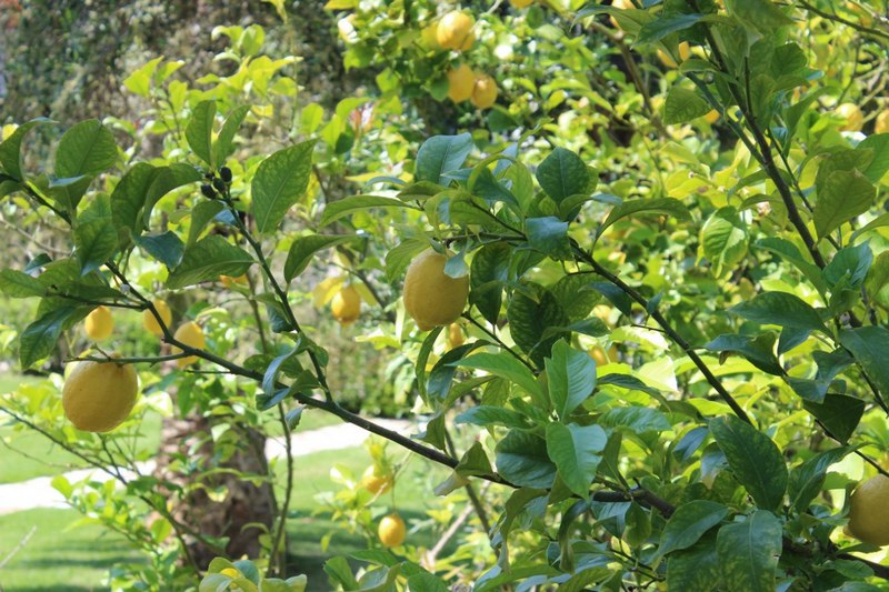 греческие лимоны.jpg